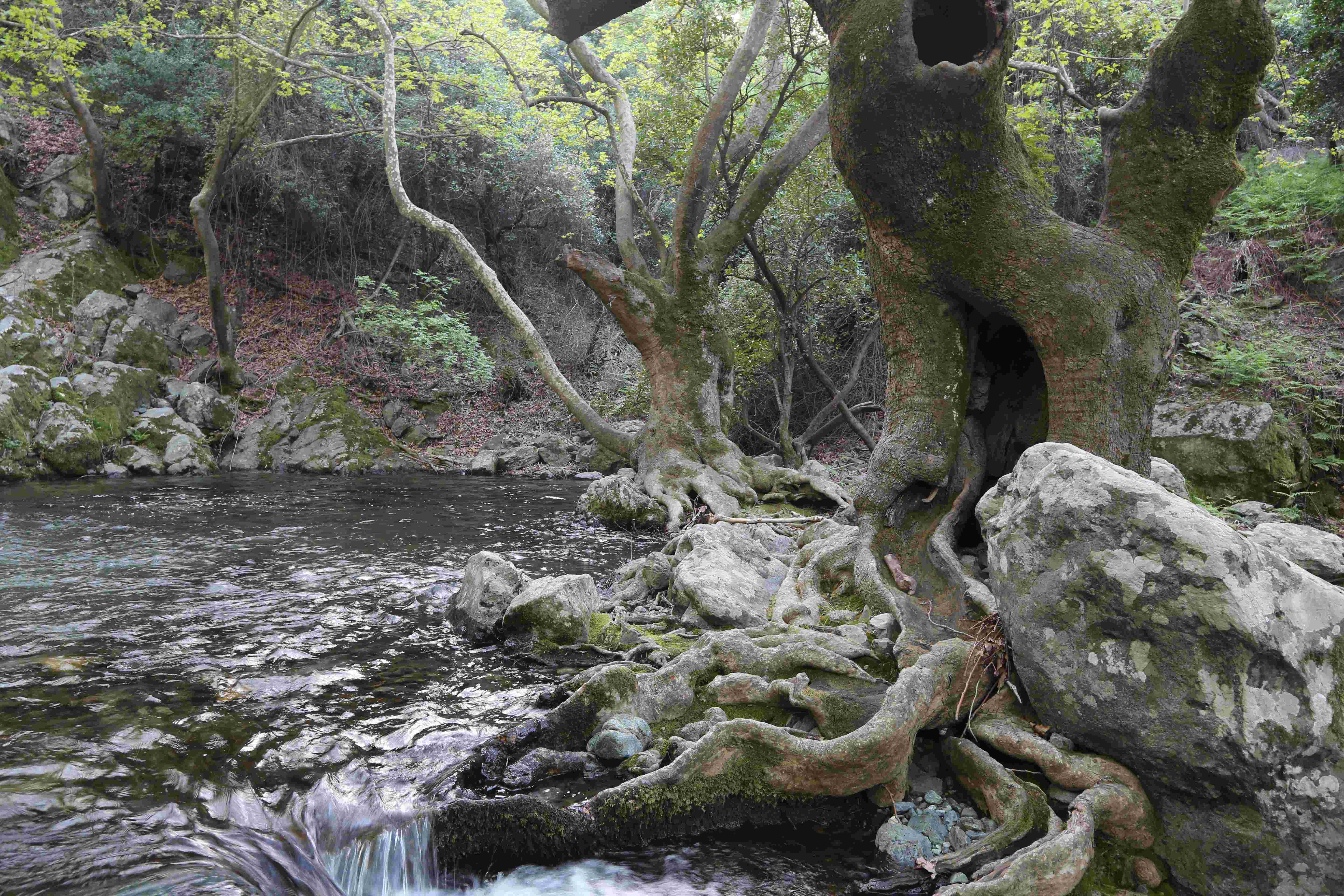 Βάθρες (Φονιά)