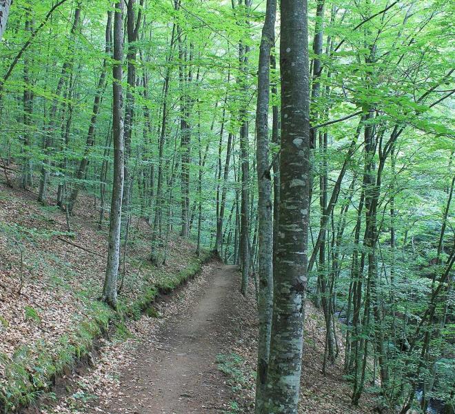 Frakto Virgin Forest 4