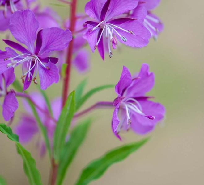 Frakto Virgin Forest 2