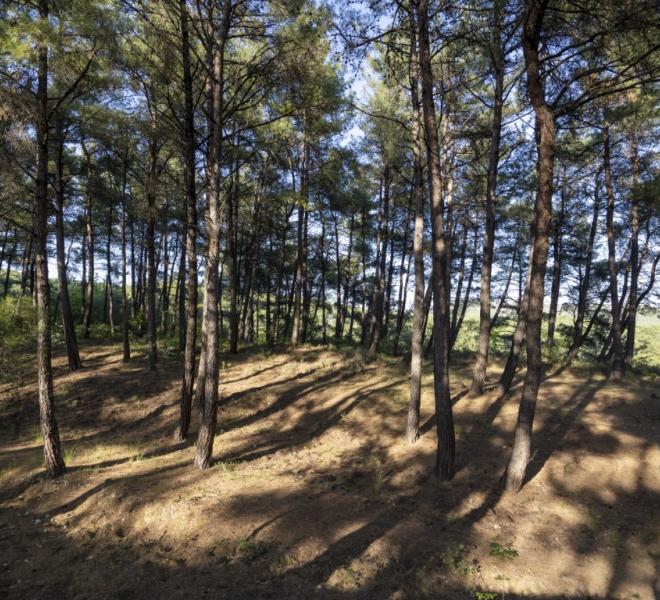 Nestos River: Canoeing, rafting, sup, ZipLine, archery, climbing, horseback riding 6