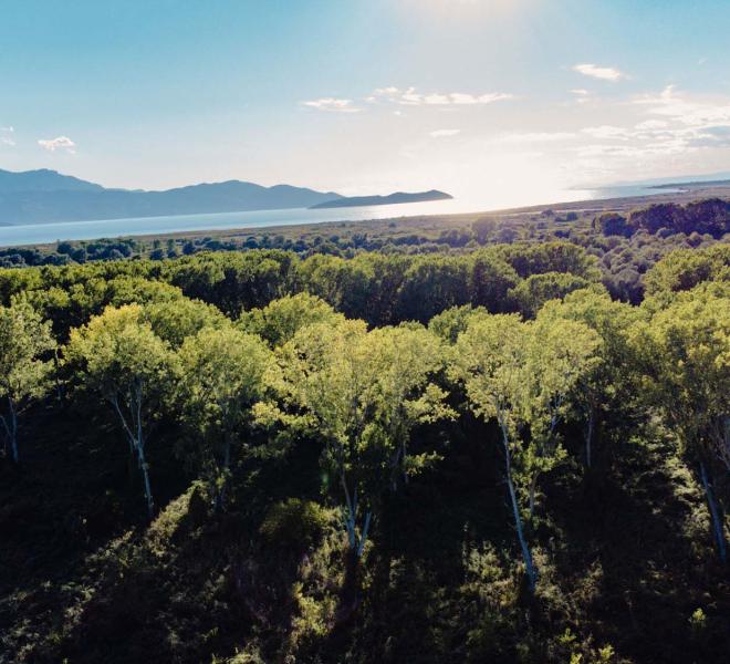 Riparian forest of Kotza Orman, Nestos Delta 1