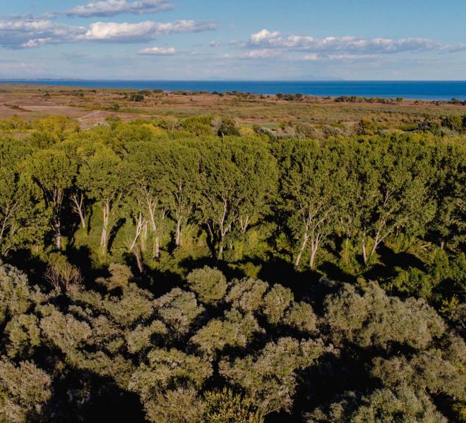 Riparian forest of Kotza Orman, Nestos Delta 4