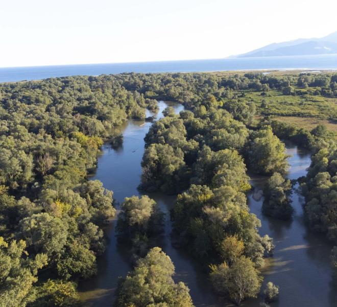 Riparian forest of Kotza Orman, Nestos Delta 3
