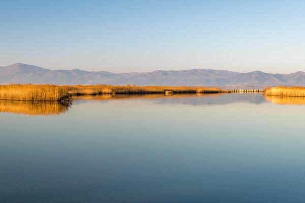 Lake Vistonida - Flamingos and other birds