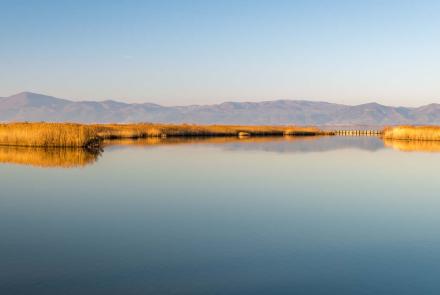 Lake Vistonida - Flamingos and other birds