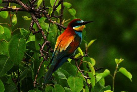Birdwatching in Vistonida