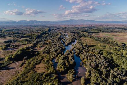 Riparian forest of Kotza Orman, Nestos Delta