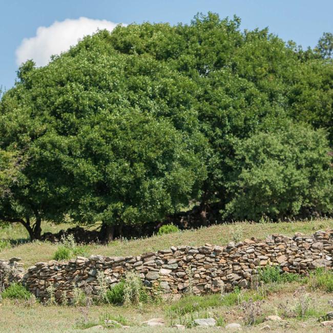 Monastic State of Mount Papikion 