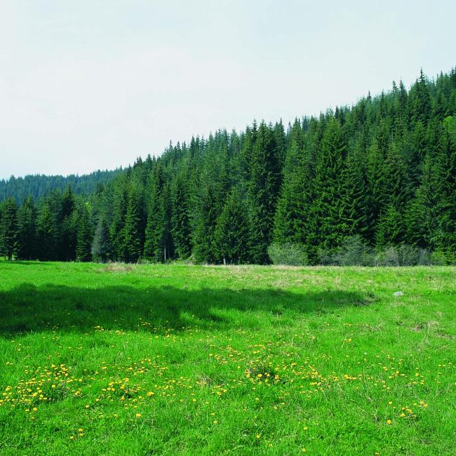 Spruce and Birch Forests (Unique in Greece)
