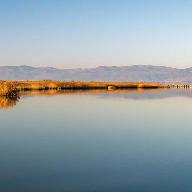 Lake Vistonida - Flamingos and other birds