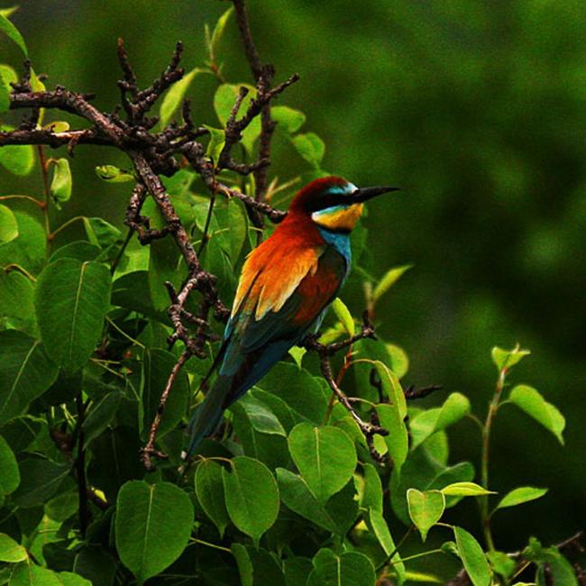 Birdwatching in Vistonida