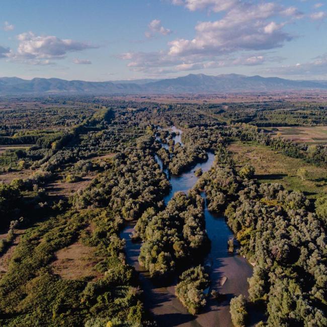 Riparian forest of Kotza Orman, Nestos Delta